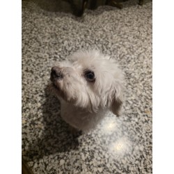 Producto Blanco Versátil para