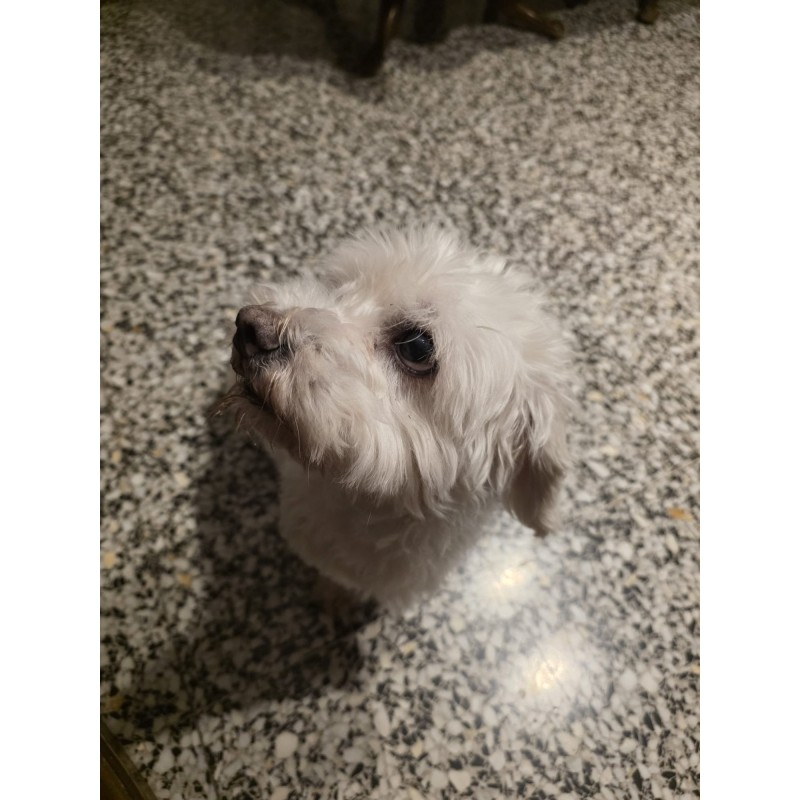 Producto Blanco Versátil para