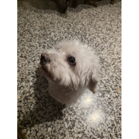 Producto Blanco Versátil para